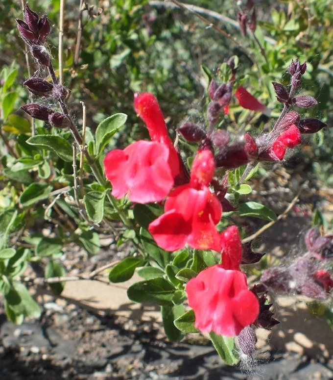 Salvia