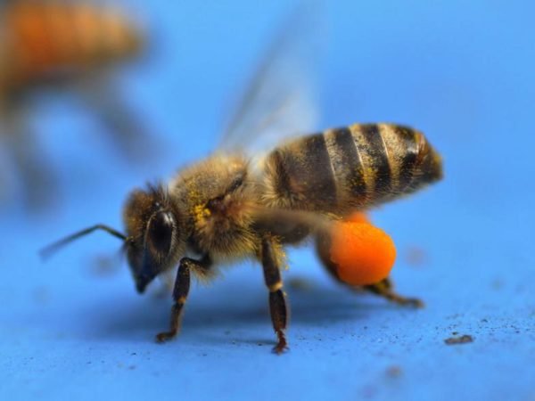 bee with sacks