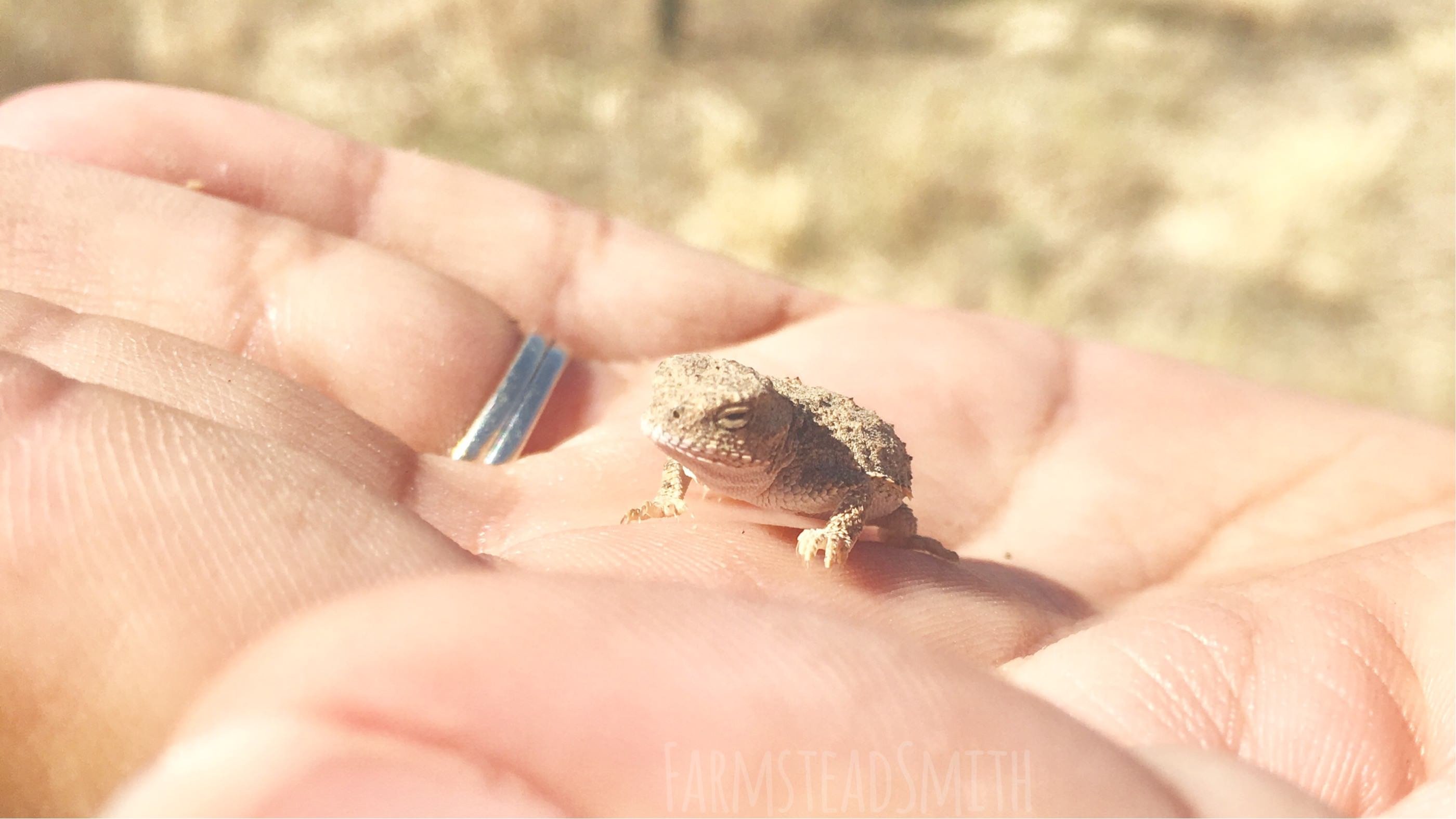 Pygmy Short-Horned Lizard