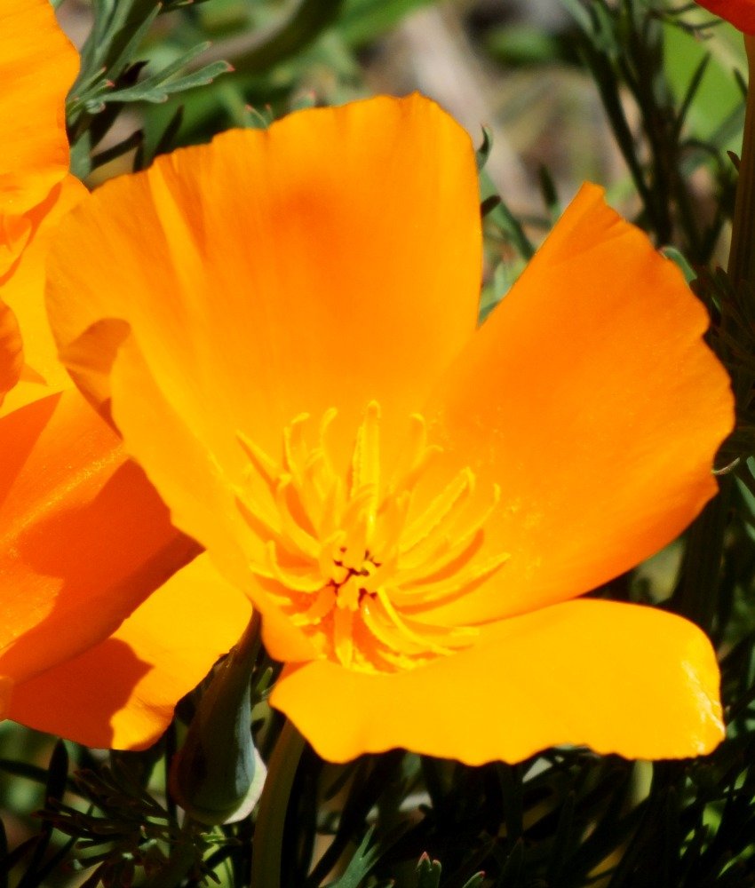 CaliforniaPoppy