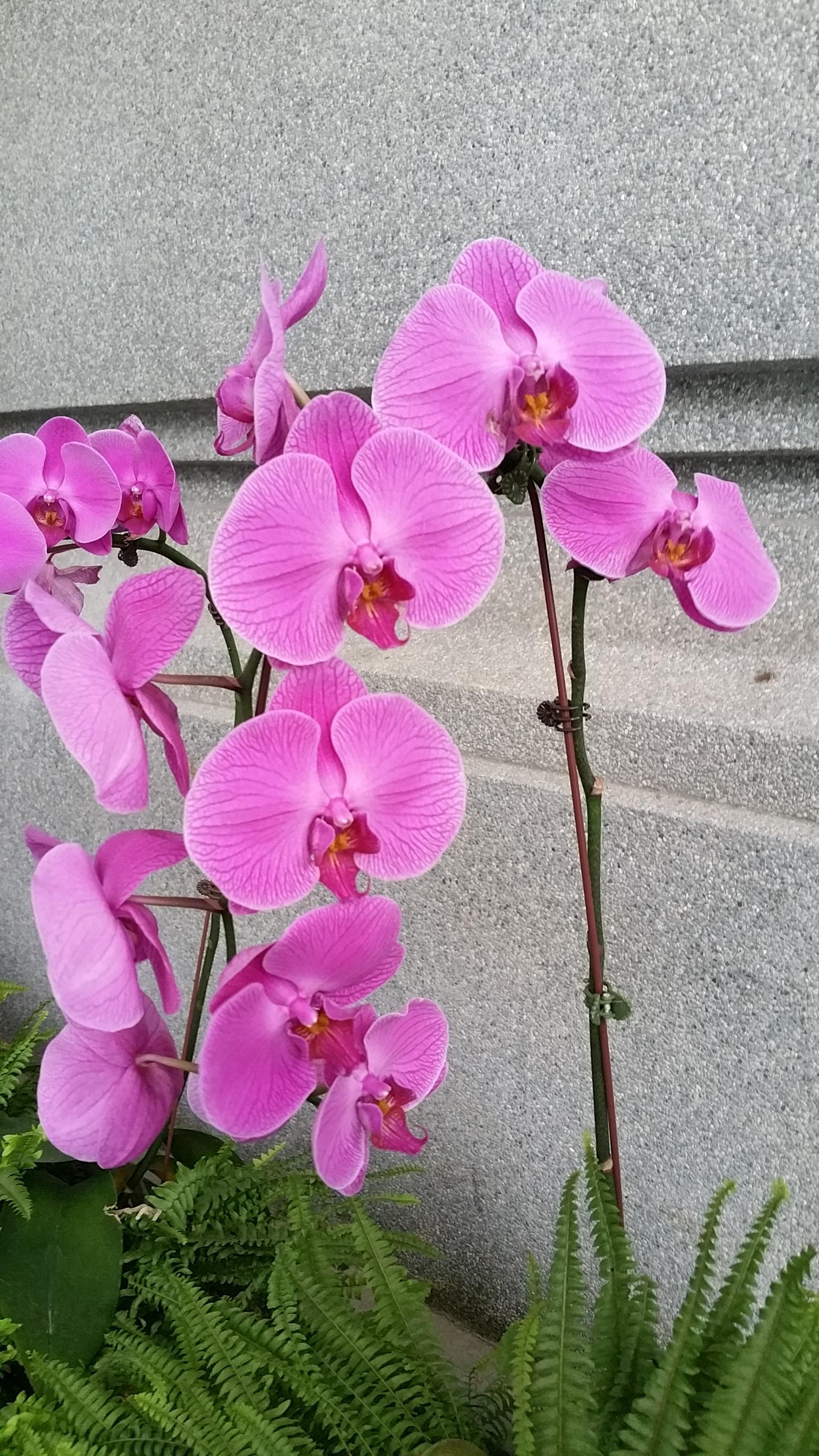 Orchid2