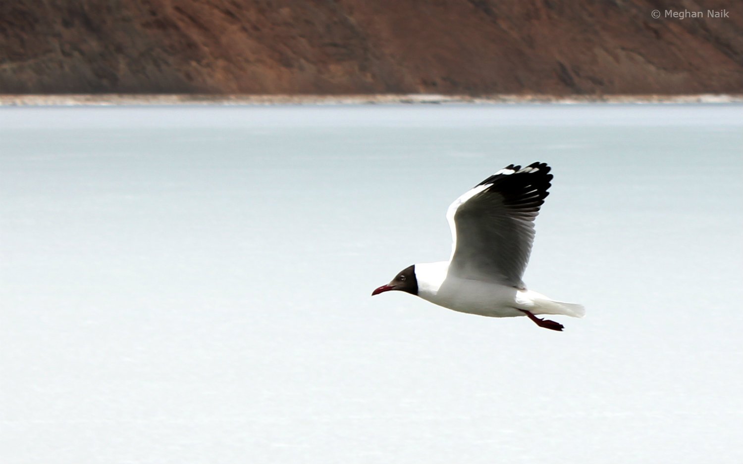 Brown-headed Gull, Pangong Tso, Ladakh