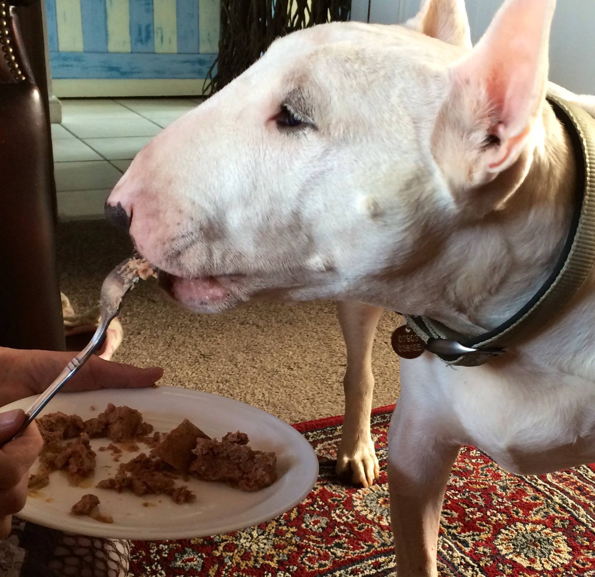 Resultado de imagen para bull terrier dog, eating biscuits