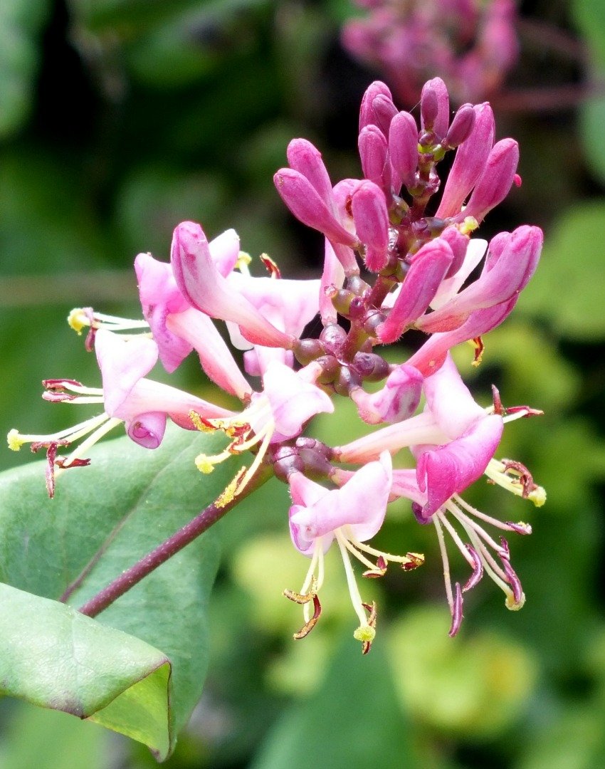 Honeysuckle