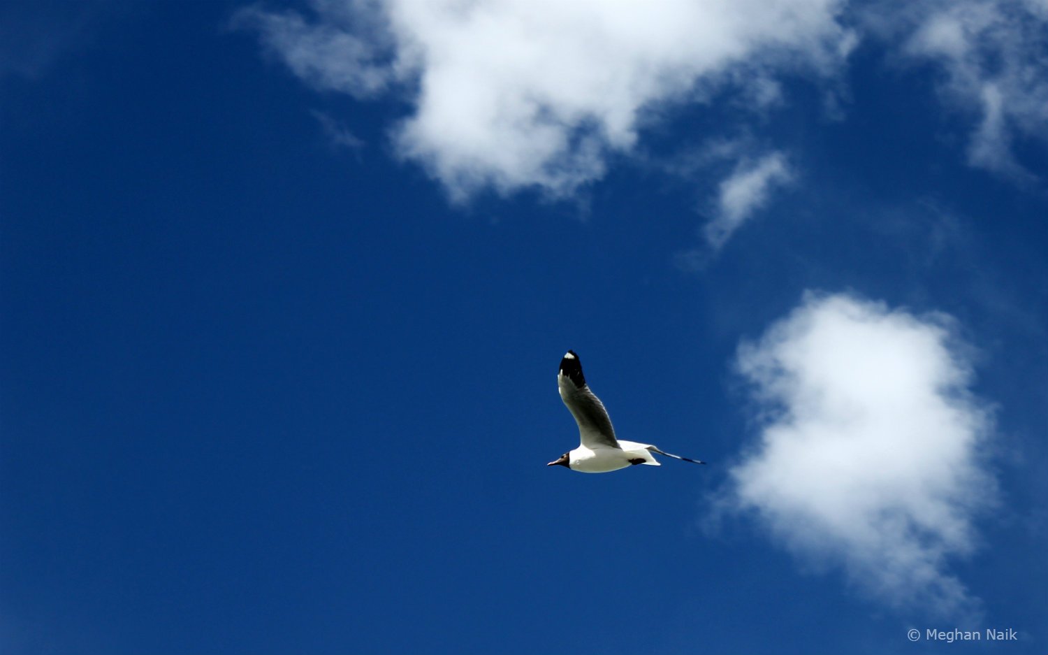 Brown-headed Gull, Pangong Tso, Ladakh