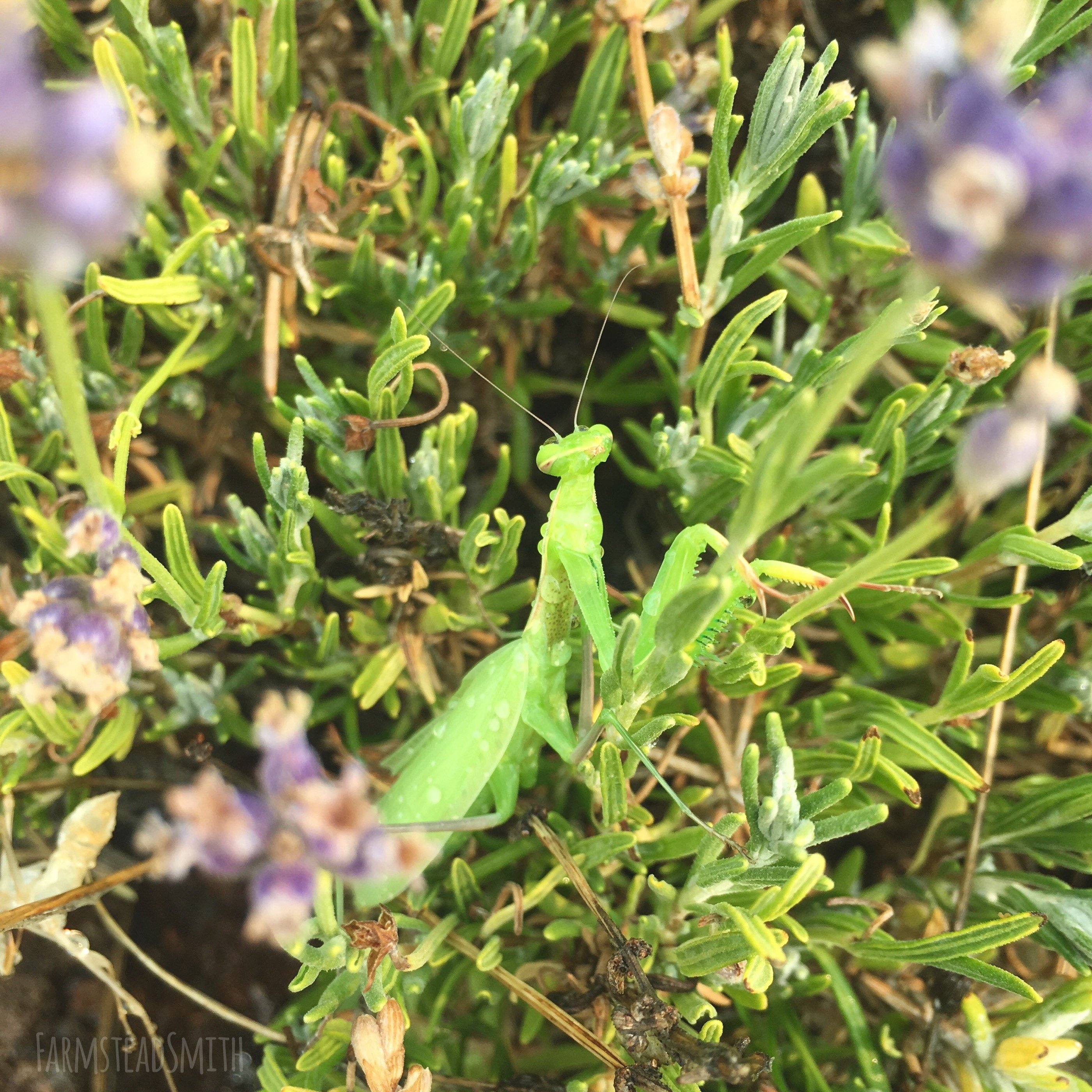 farmsteadsmith farmstead praying mantis