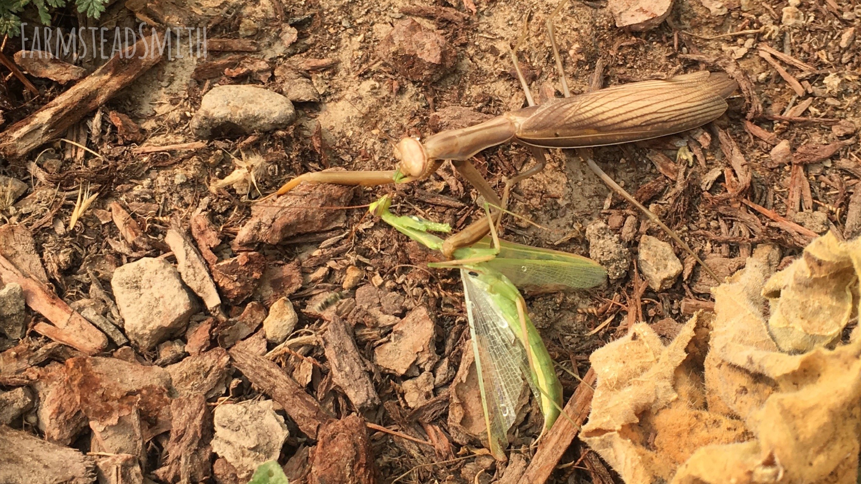 farmsteadsmith farmstead praying mantis