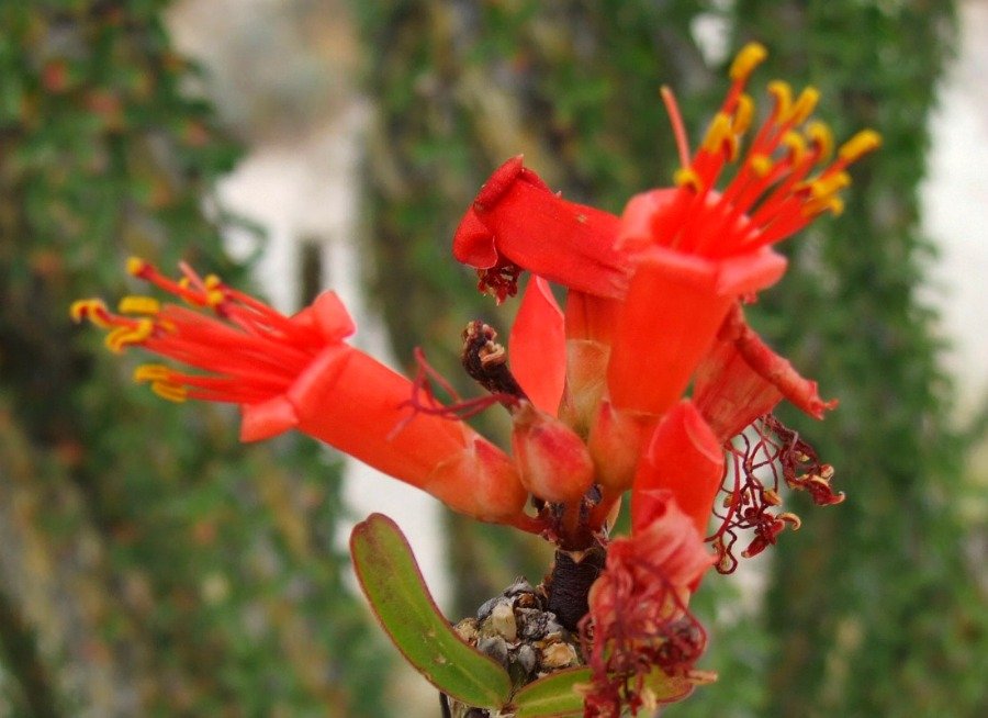 Cholla