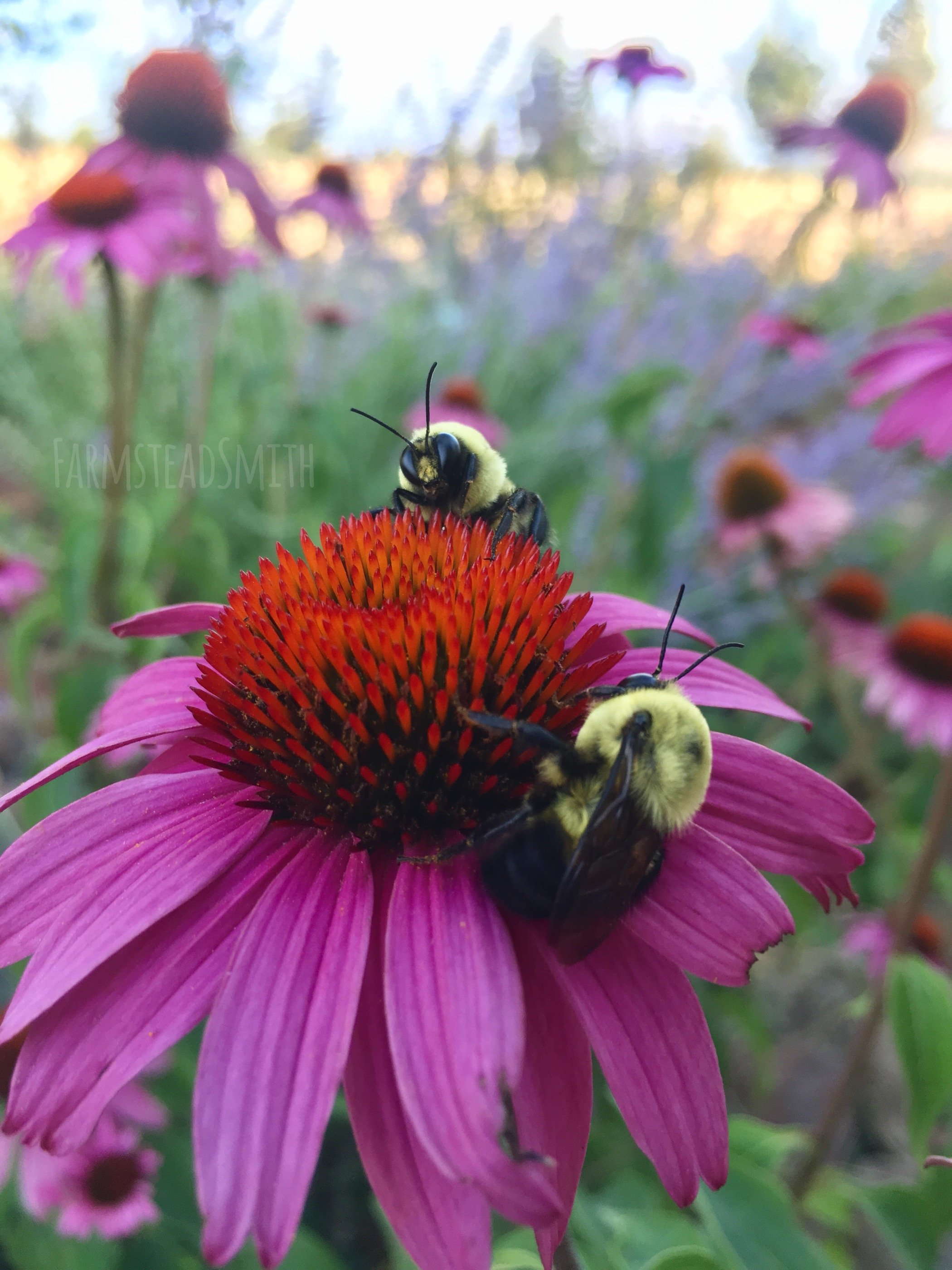 farmstead Smith bumblebee echinacea