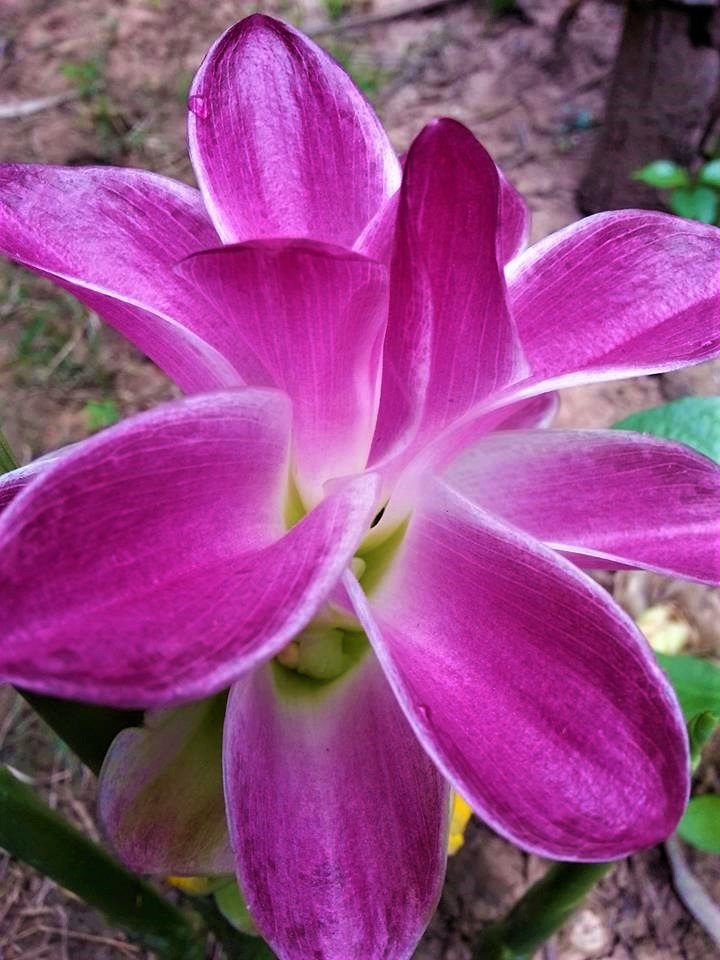 Beautiful Curcuma xanthorrhiza flowers or the flowers temulawak aceh