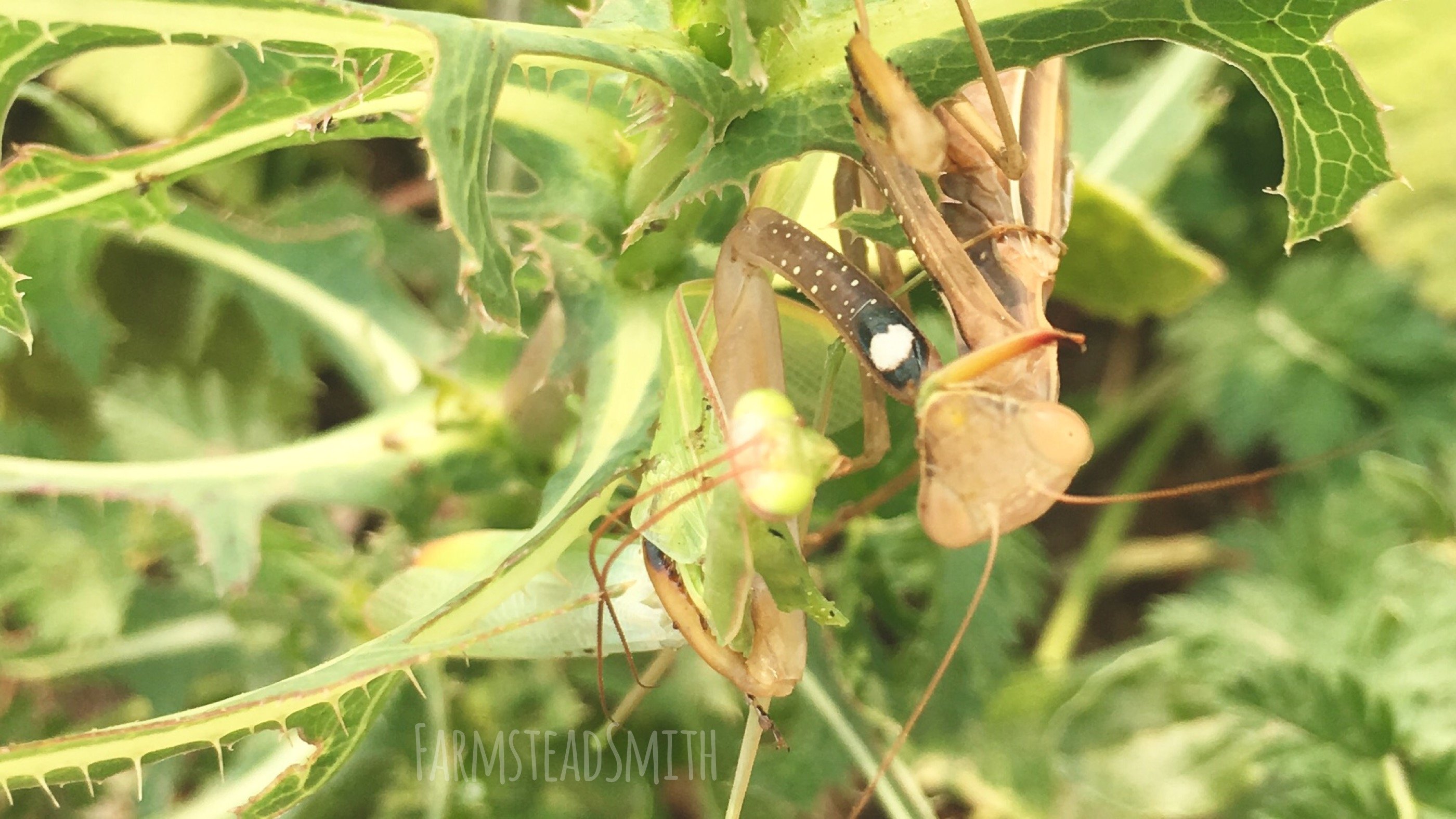 farmsteadsmith farmstead praying mantis