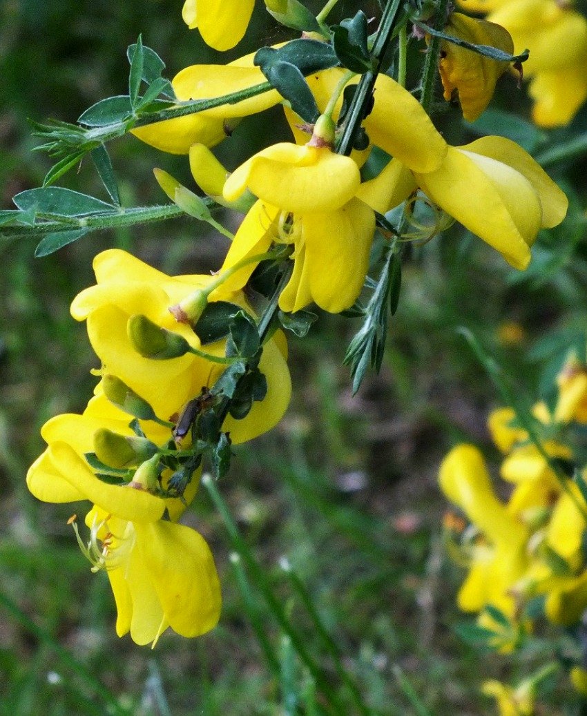 ScotchBroom