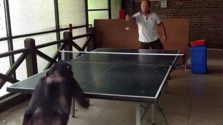 Chimpanzee Playing Table Tennis Gif Steemit