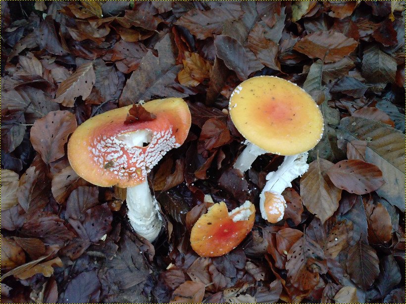 Agaric Flies Two