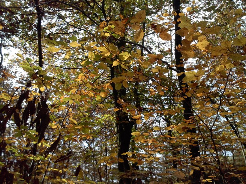 Playful Autumn Leafs