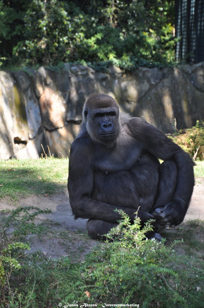 photo apes-in-the-berlin-zoo_40_zpsnxodt748.jpg