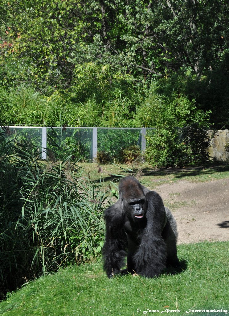 photo apes-in-the-berlin-zoo_43_zpsozxmucdc.jpg