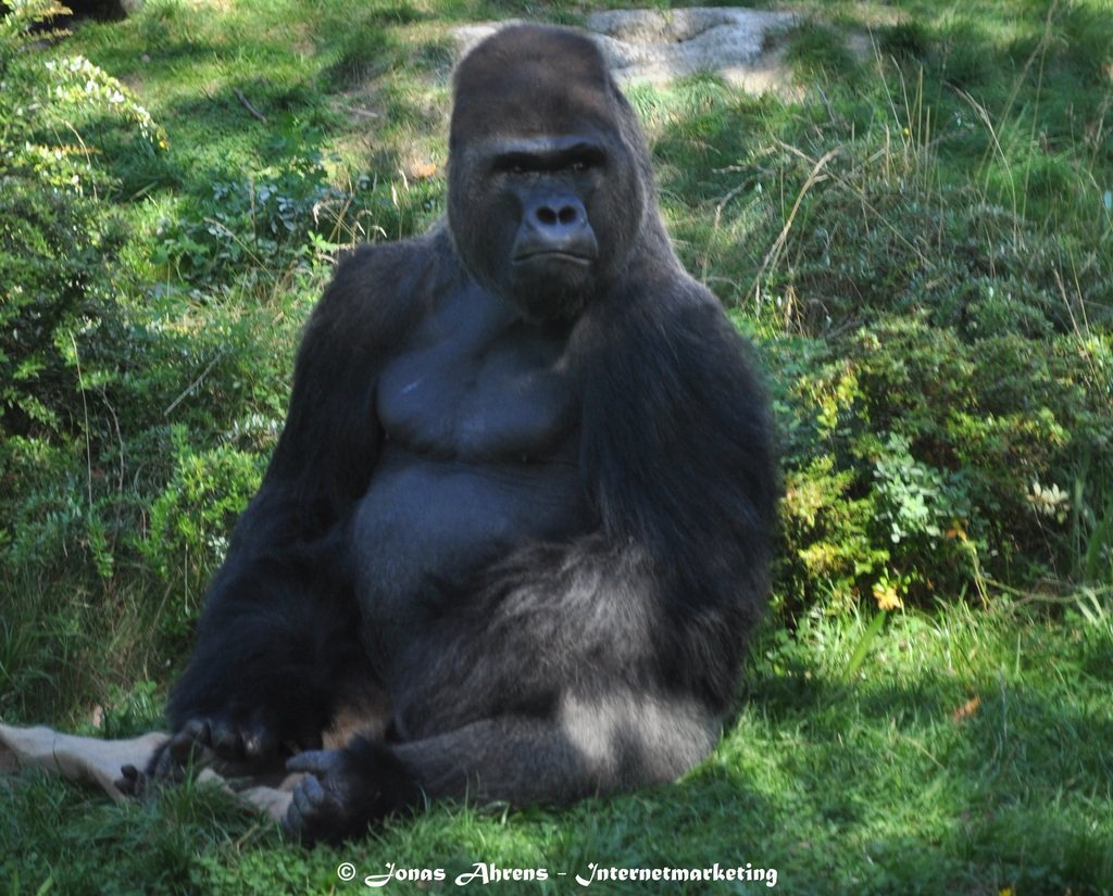 photo gorilla-king_zpscnlflcxg.jpg