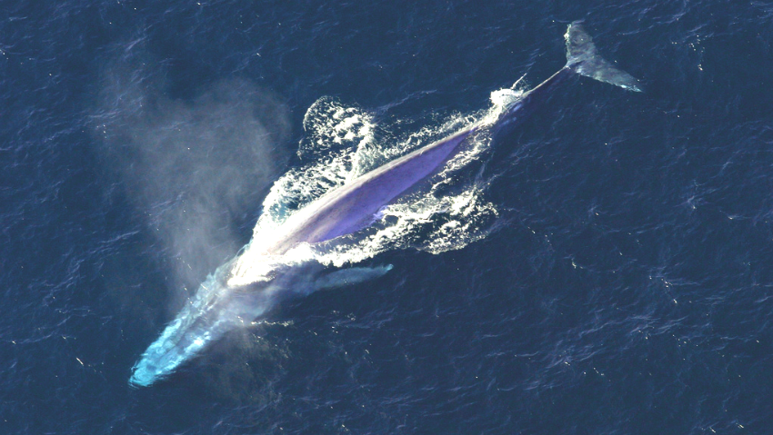 photo whale_zpsh2vfmo34.png