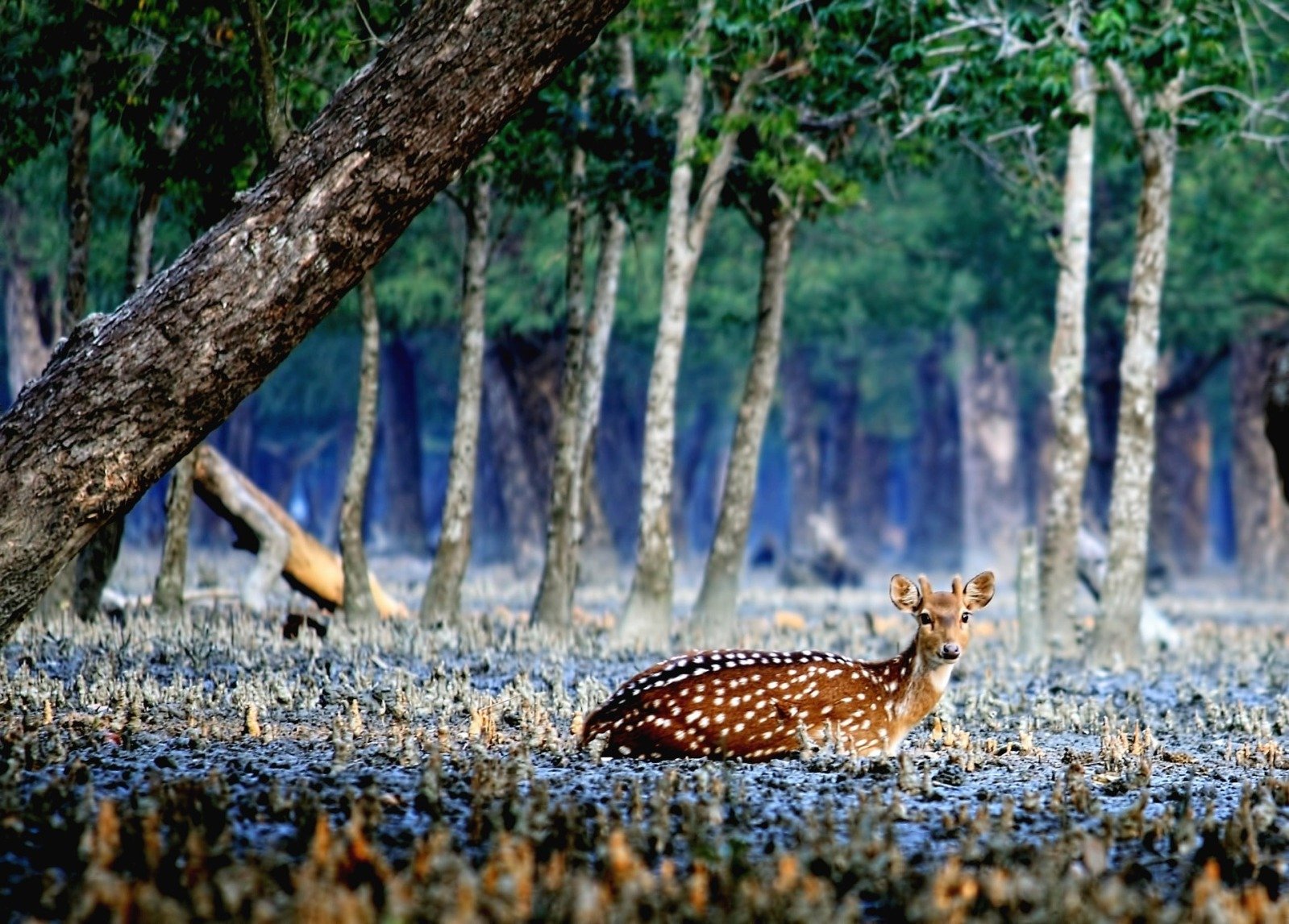 Sundarbans Mangrove Forest Steemit