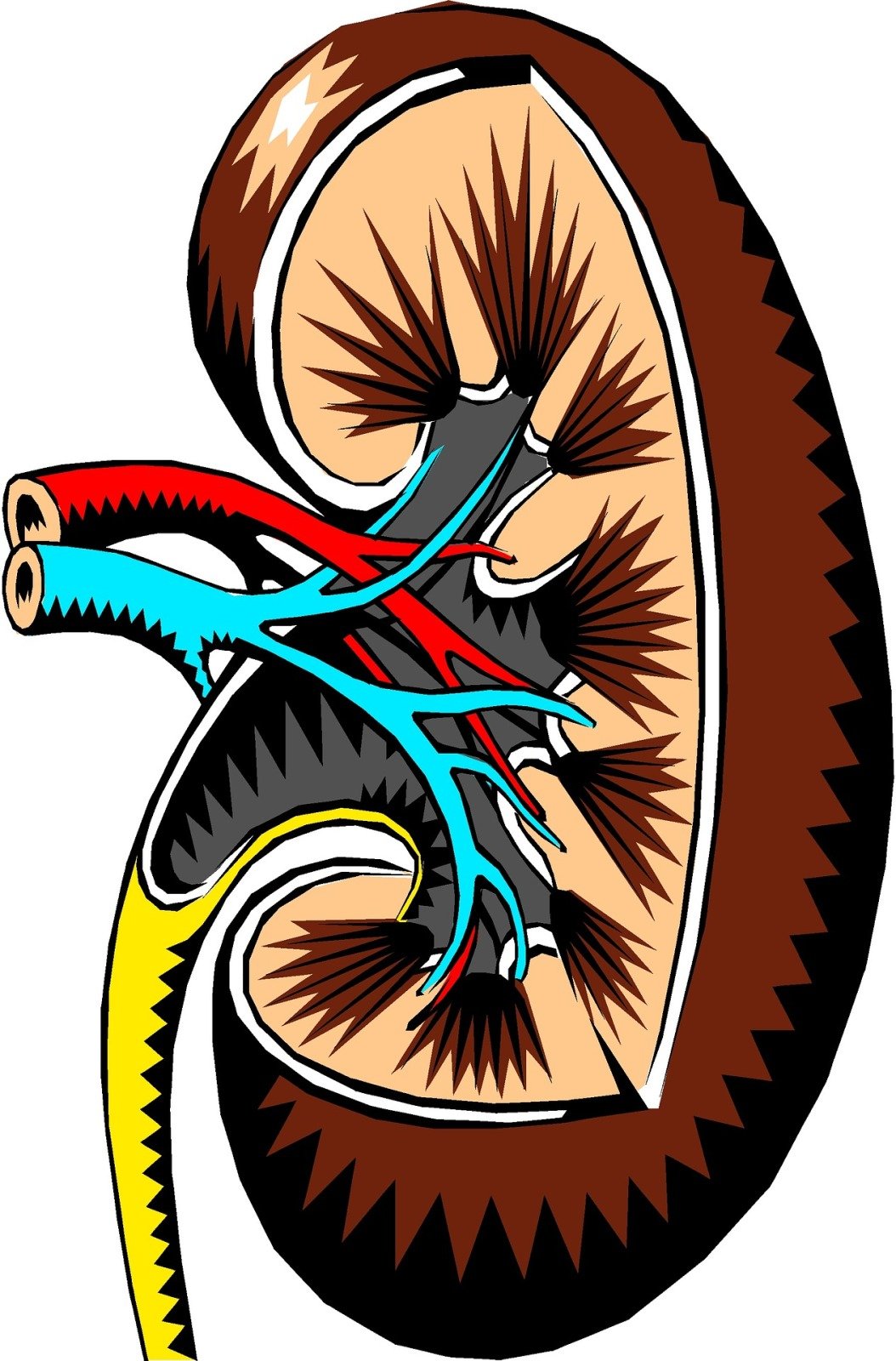 Sick kidneys. Symptoms and signs Sick kidneys. Symptoms and signs