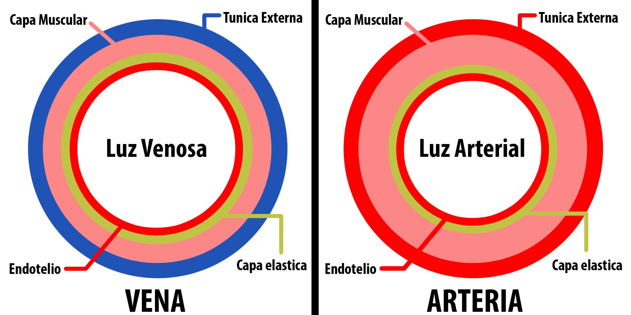 Resultado de imagen para HIPERTENSION ARTERIAL