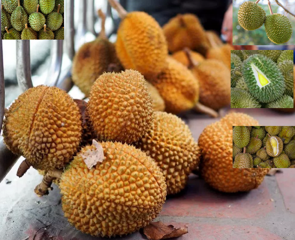 Download 74 Koleksi Gambar Durian Kura Kura Paling Bagus Gratis HD