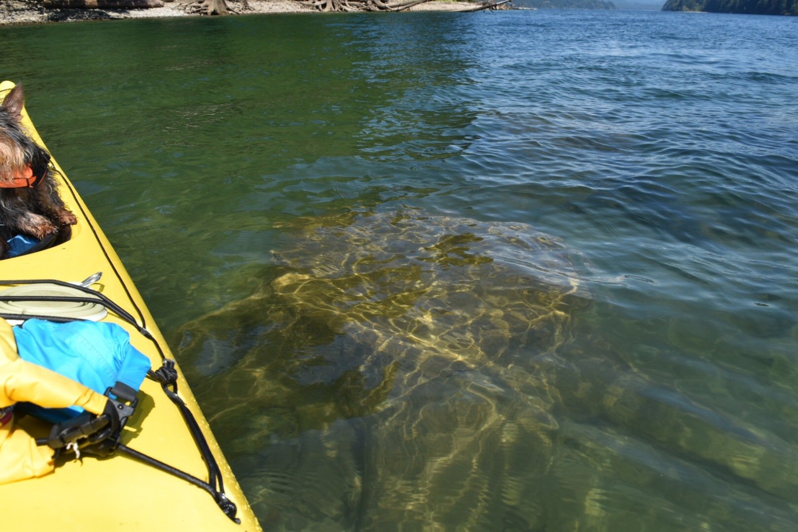 Kayaking Lake Merwin, Washington. — Steemit