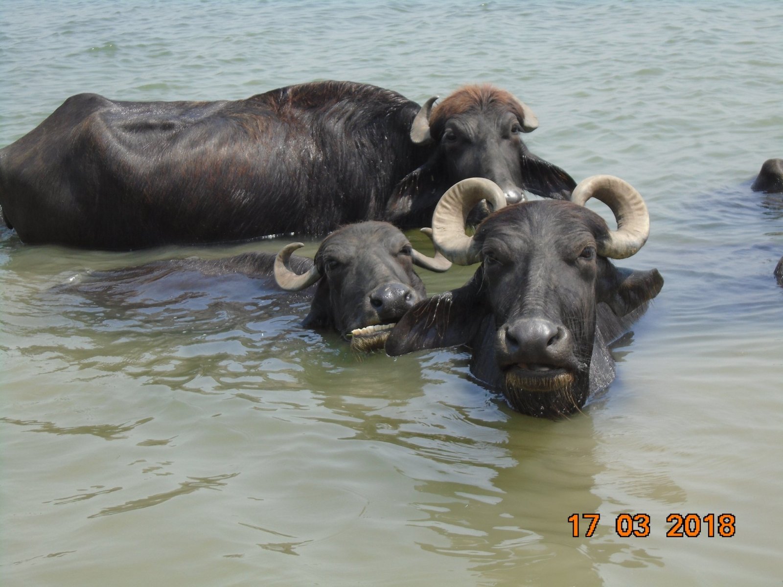 buffalo taking sun — SteemKR
