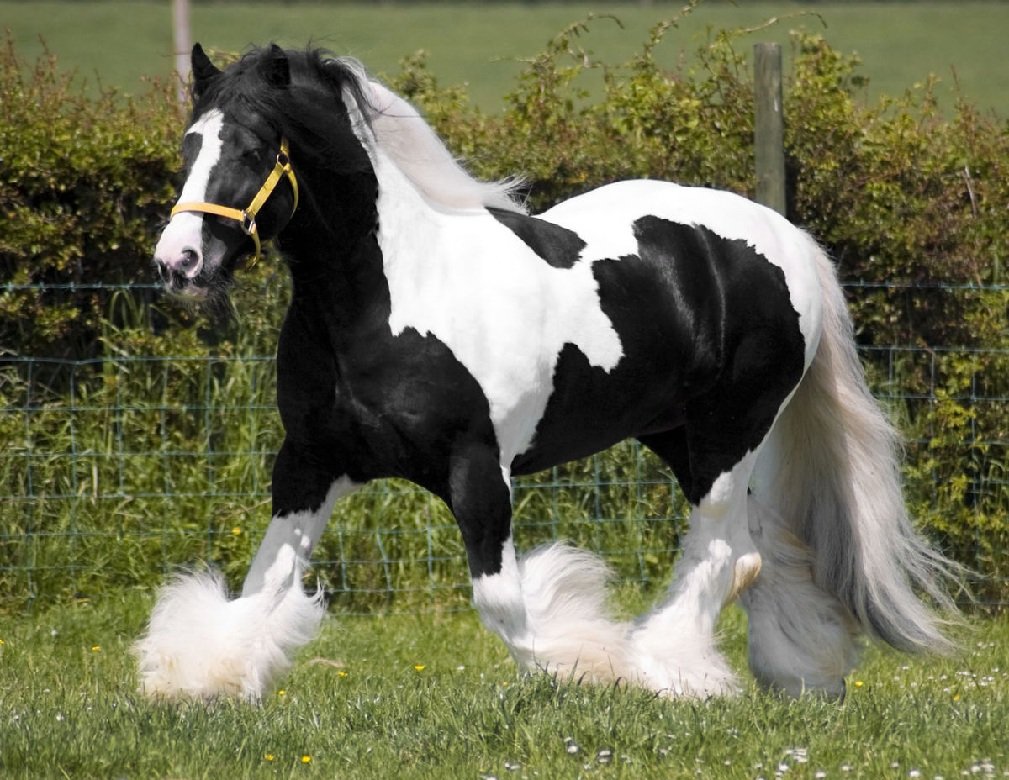 Story Of The Dominion Of The Horse