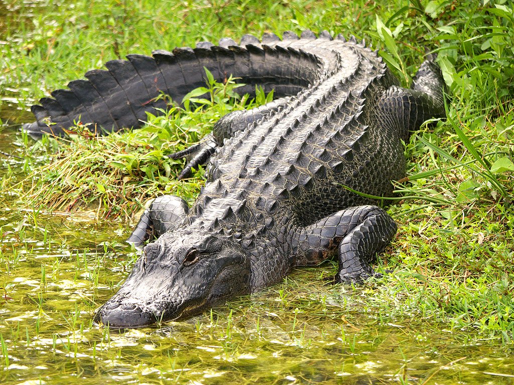 American Alligator The Brain Behind The Teeth — Steemit