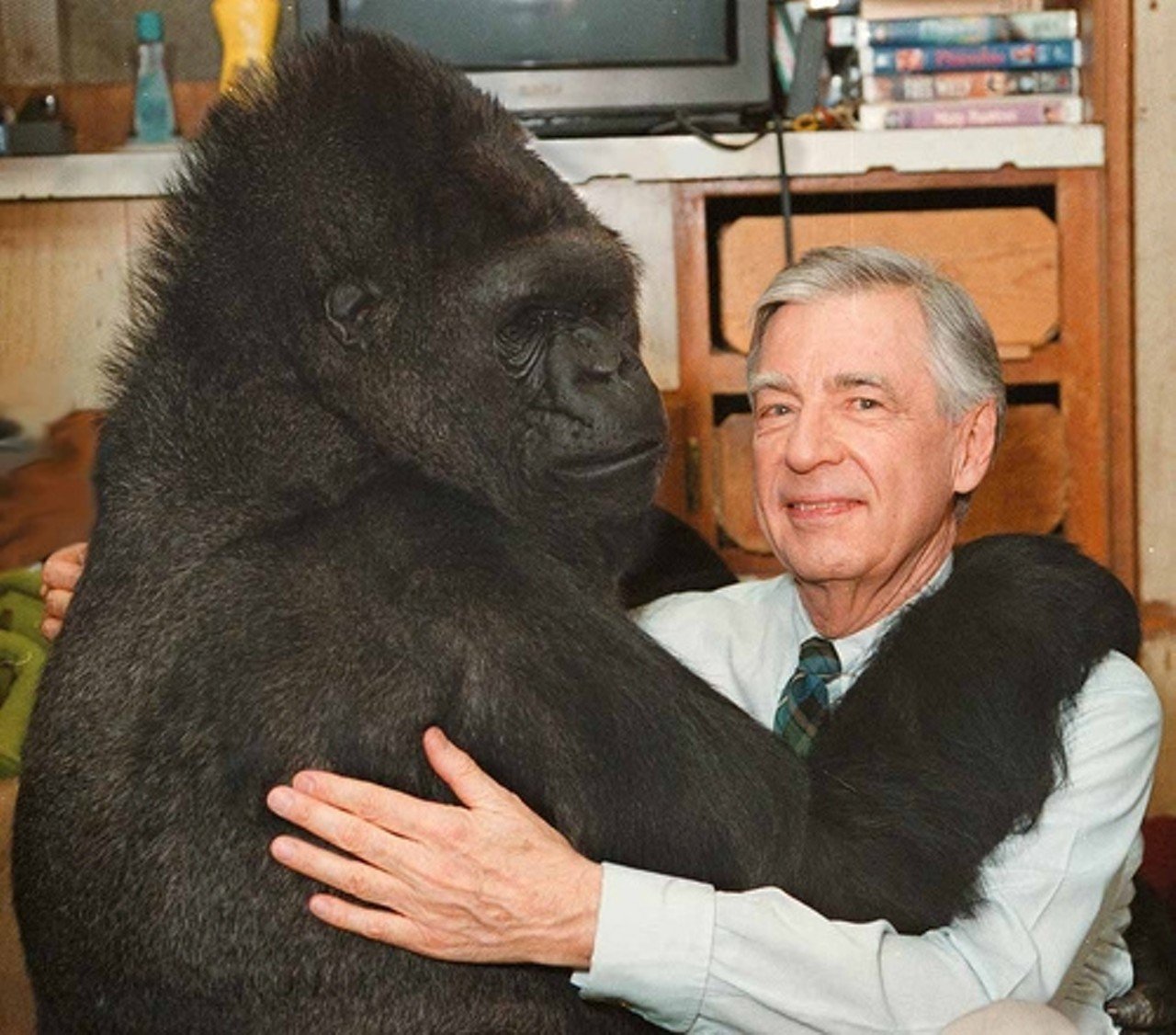 Koko and Mr. Rogers