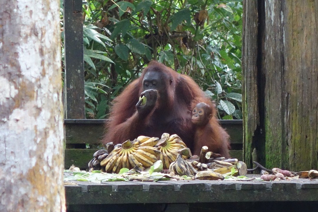 Orang Outan, Borneo