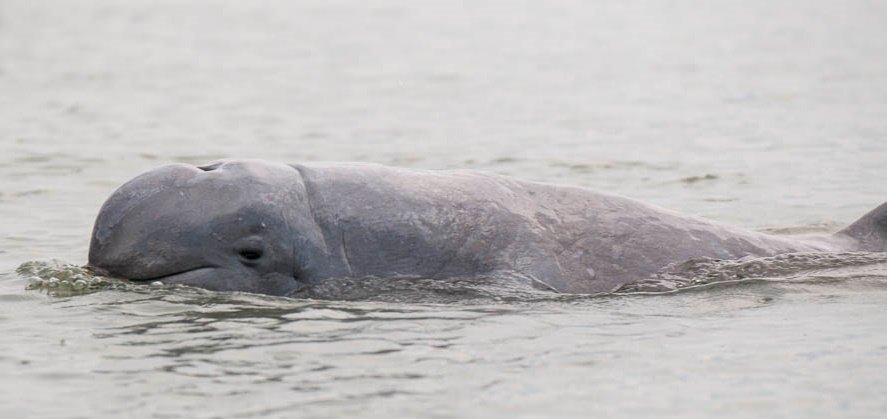 Irrawaddy Dolphin