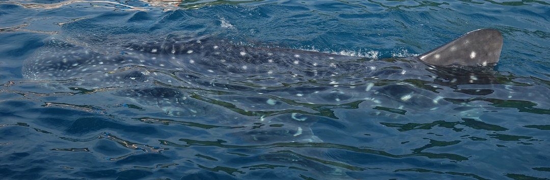 Oslob whale sharks watching