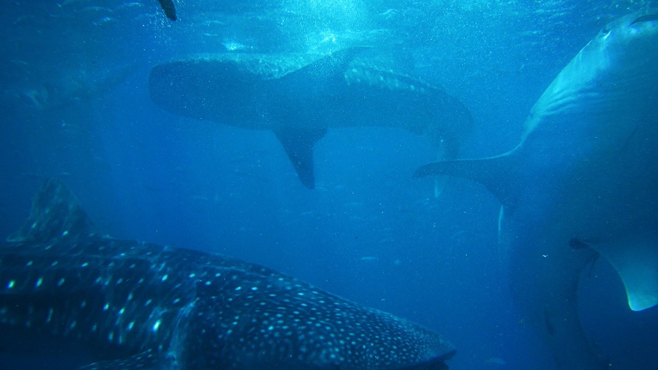 Oslob whale sharks watching