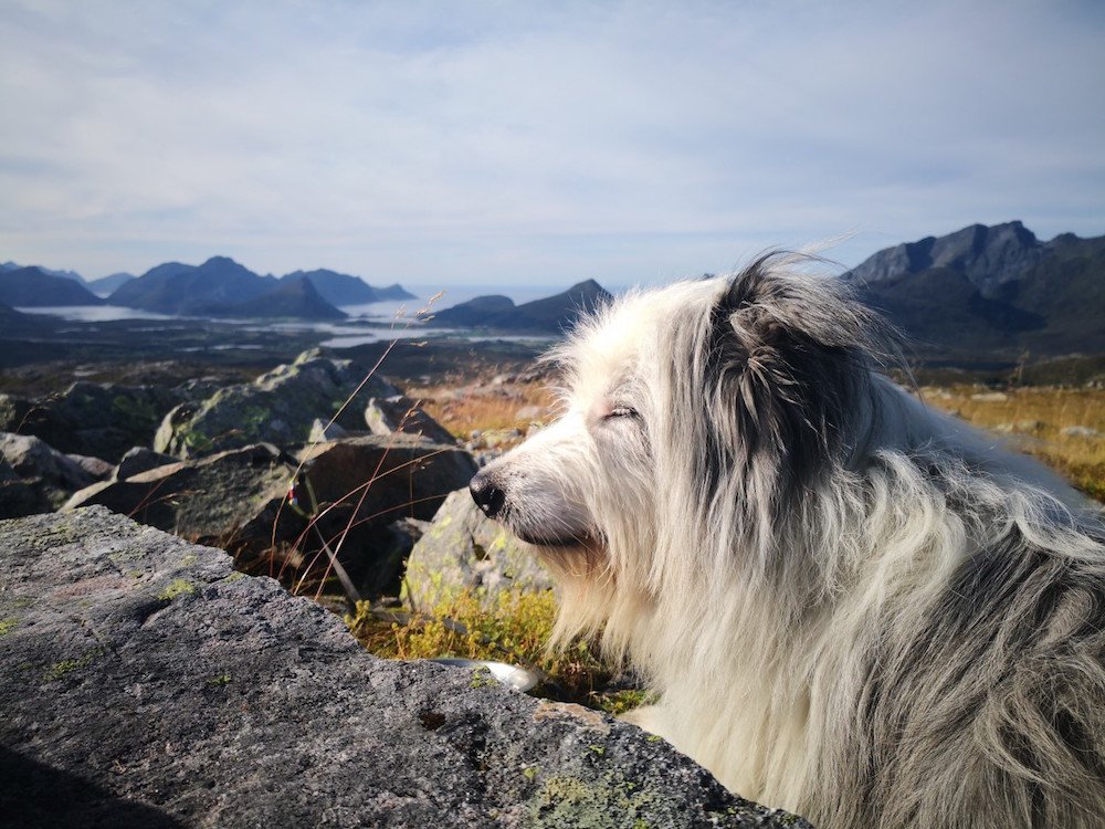 Mit dem Hund nach Norwegen Wichtige Informationen zur Einreise