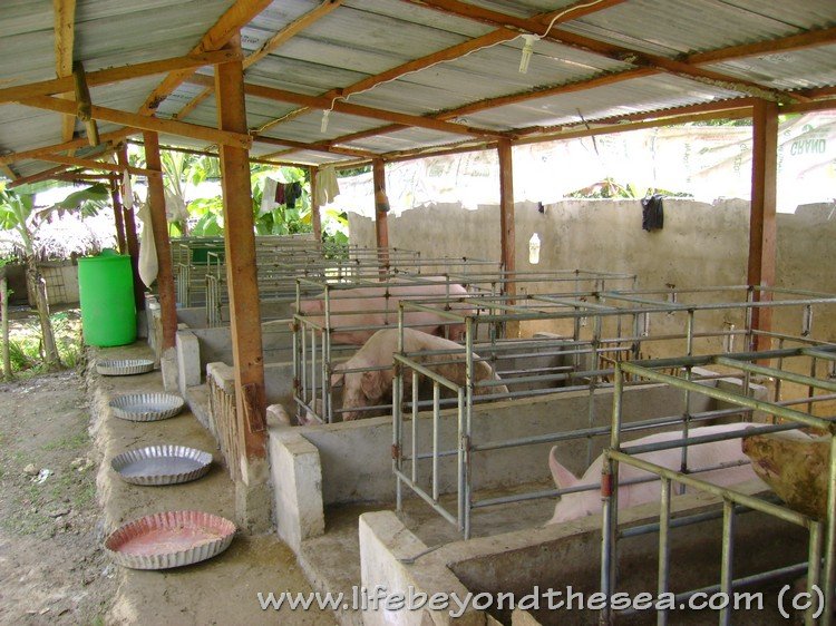 piggery business plan in south africa pdf