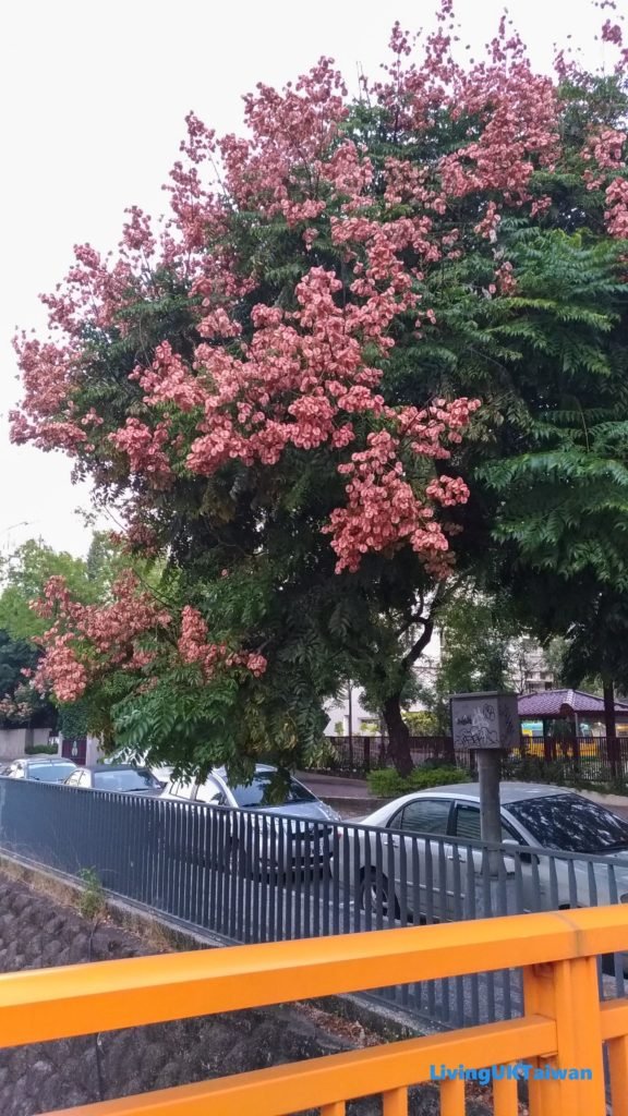 Autumn Walk, Taiwan