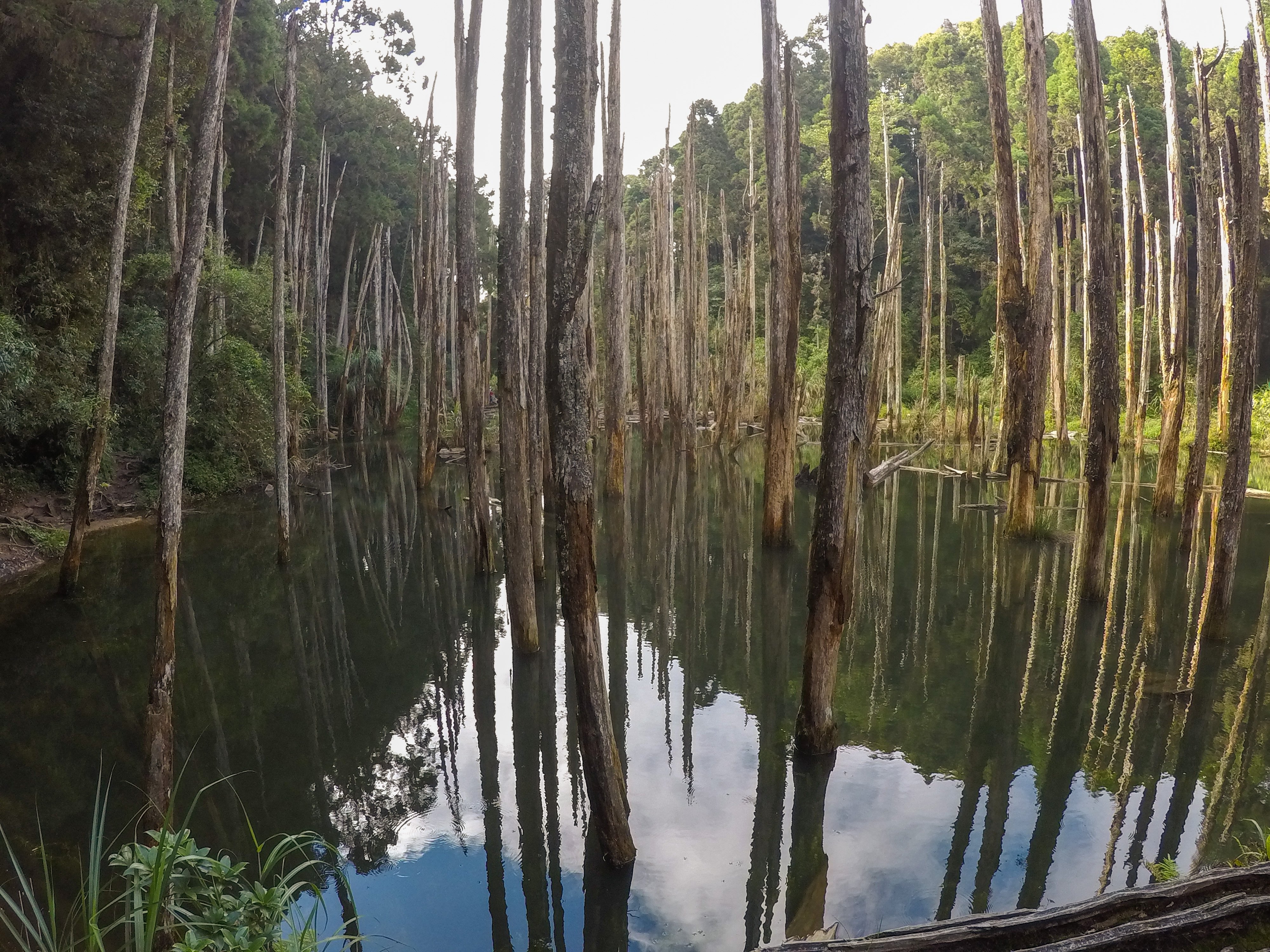 Enchanting Forest in Taiwan