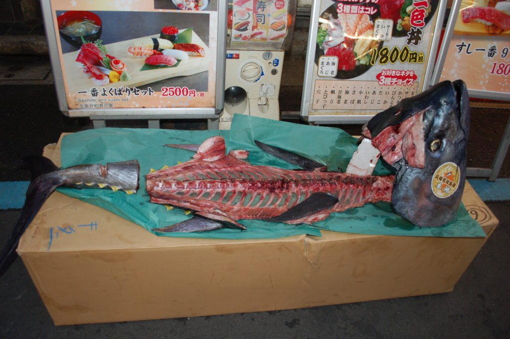 Fish from Books and Fish