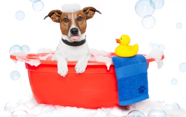 How To Maintain Proper Hygiene In Pets When You Have Children.