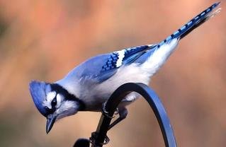 Blue Jay