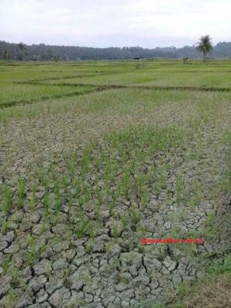 sebagai gambar