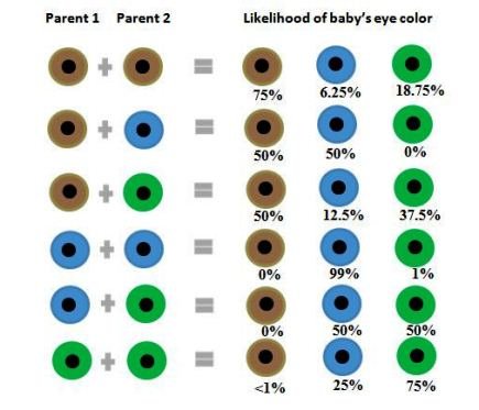 Eye Color In The Child Steemit