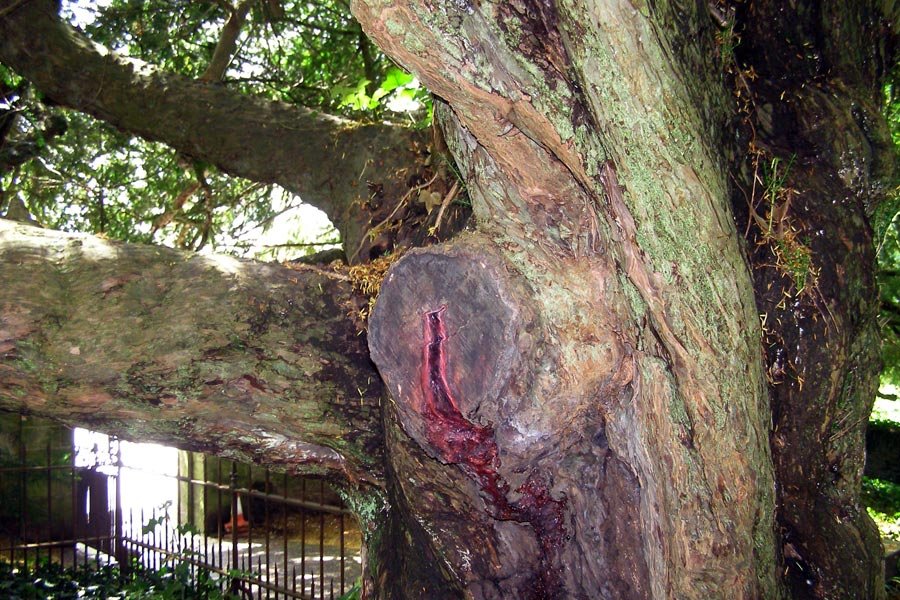 The Bleeding YEW TREE in Nevern Pembrokeshire — Steemit