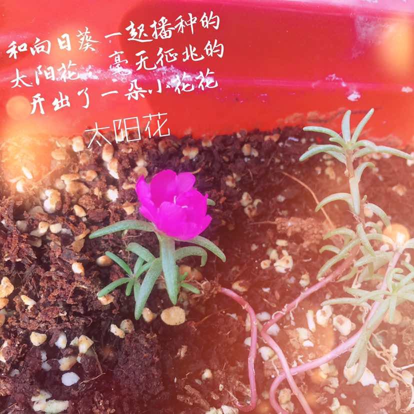 继向日葵开花后