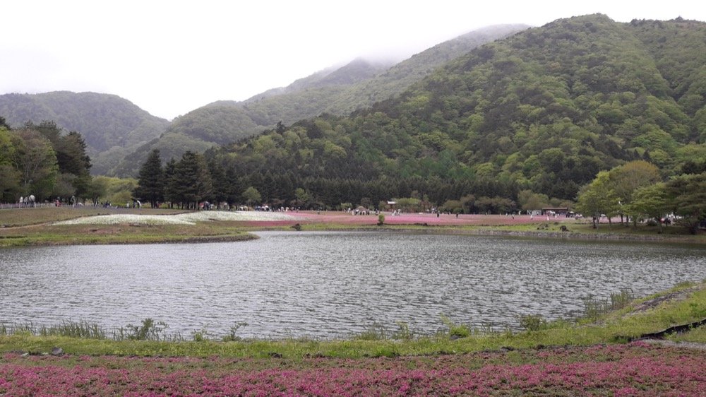 A Rainy Day at the Shiba-sakura Festival, Japan!