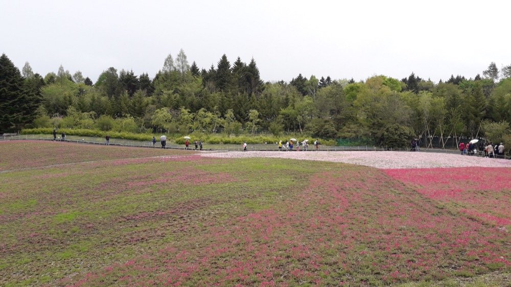 A Rainy Day at the Shiba-sakura Festival, Japan!