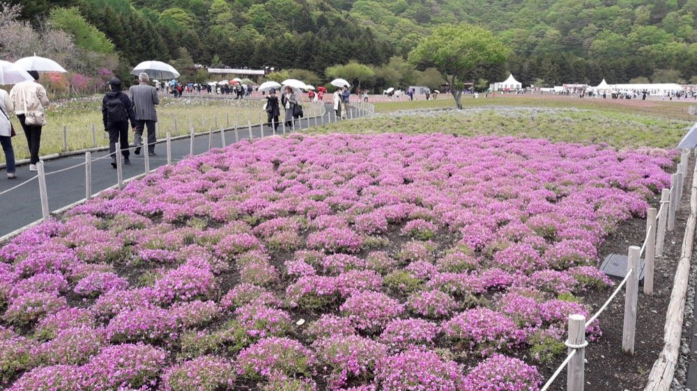 A Rainy Day at the Shiba-sakura Festival, Japan!